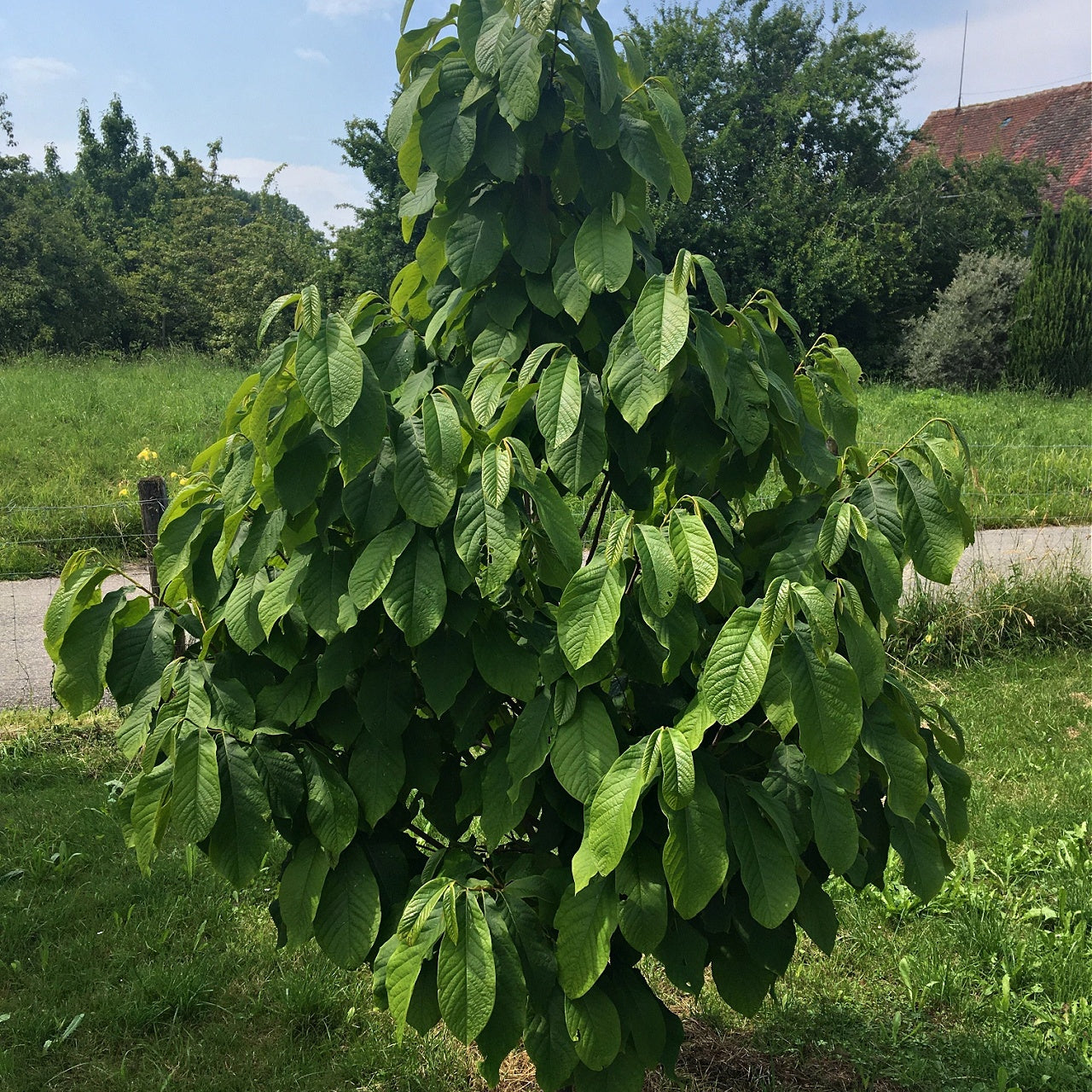 Paw Paw Tree Online, buy 1 get 1 free at TN Nursery 