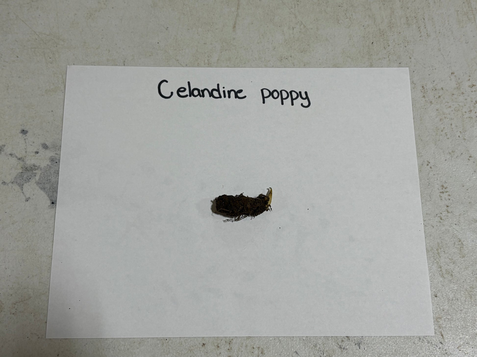 Poppy plant root 