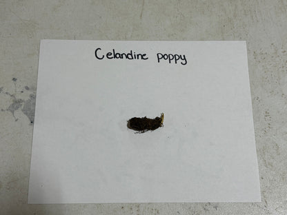 Poppy plant root 