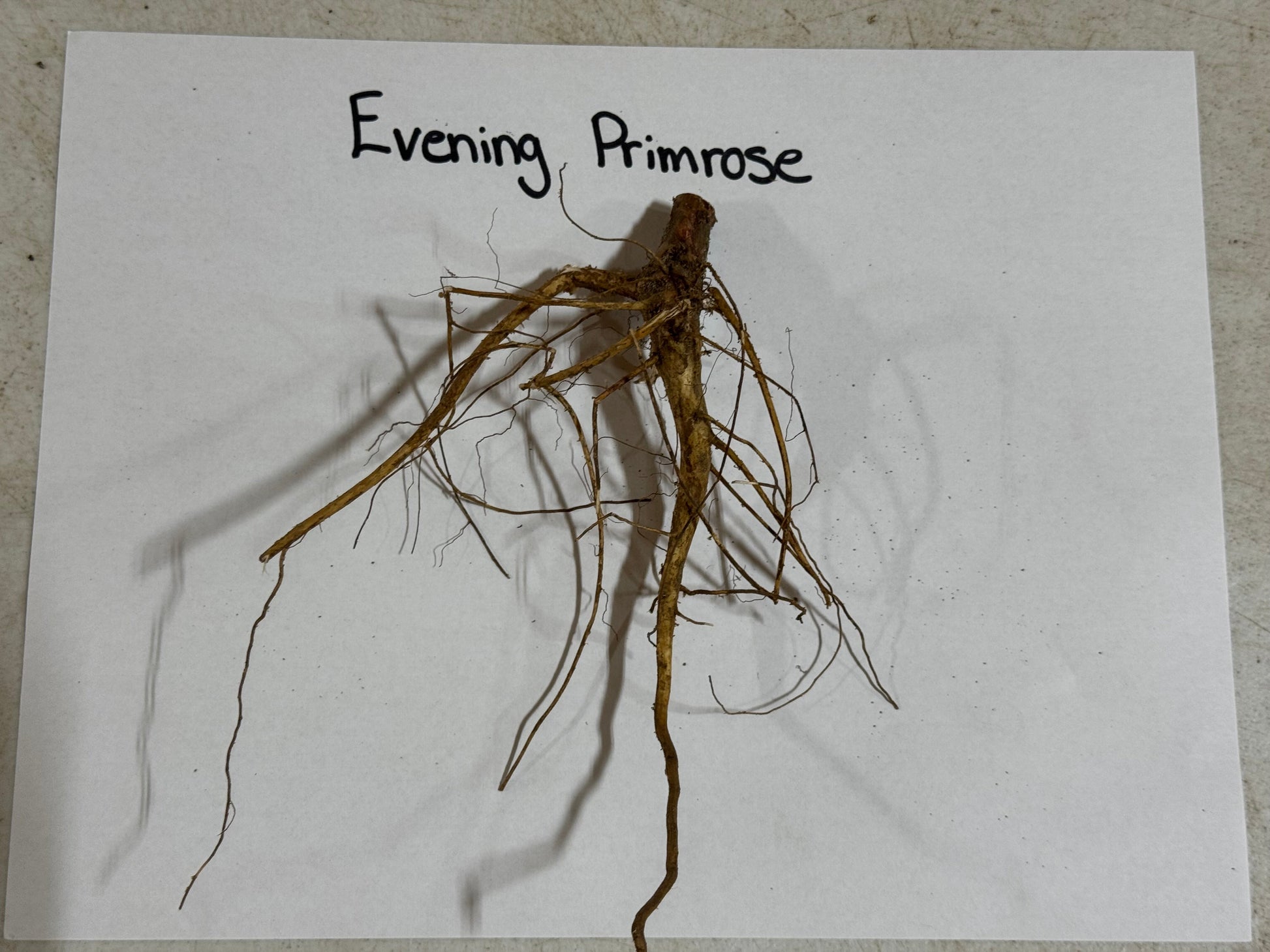 Roots of an evening primrose