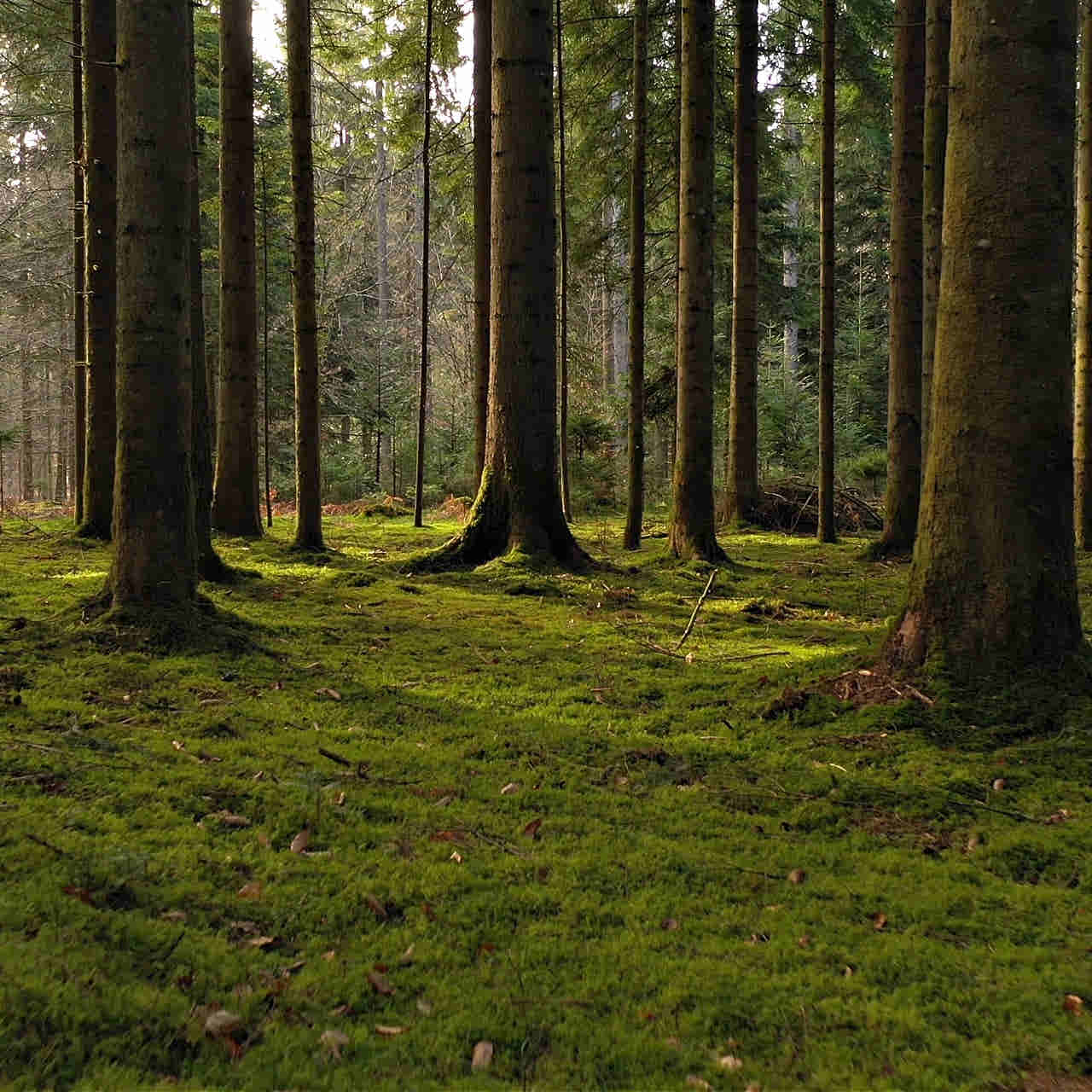 Fern Moss - 5 Square Feet