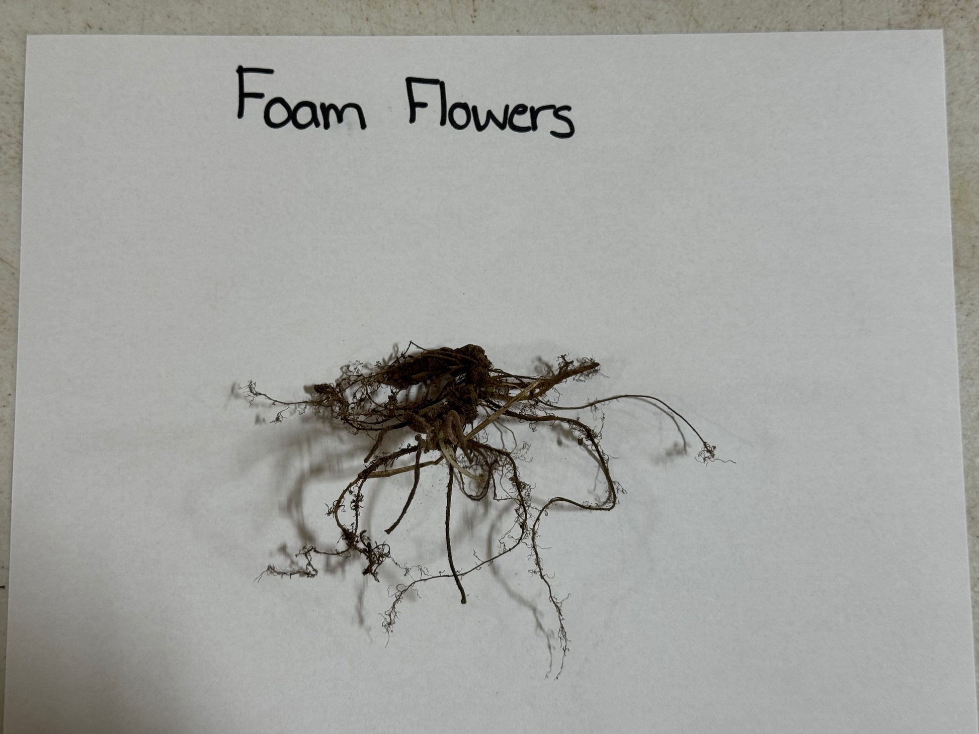 Foam Flower roots