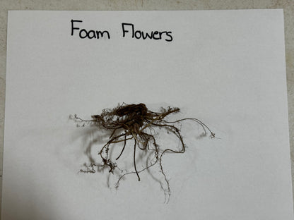 Foam Flower roots