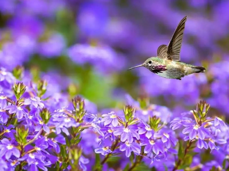Hummingbird Plants