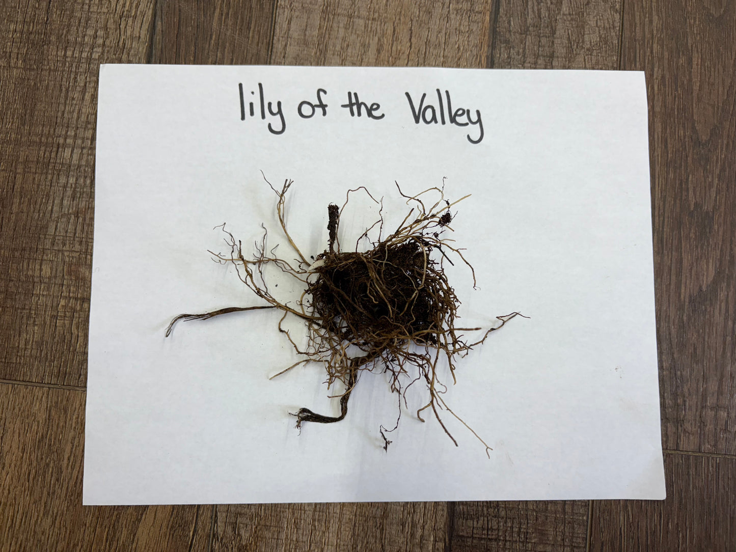 Lily Of The Valley roots