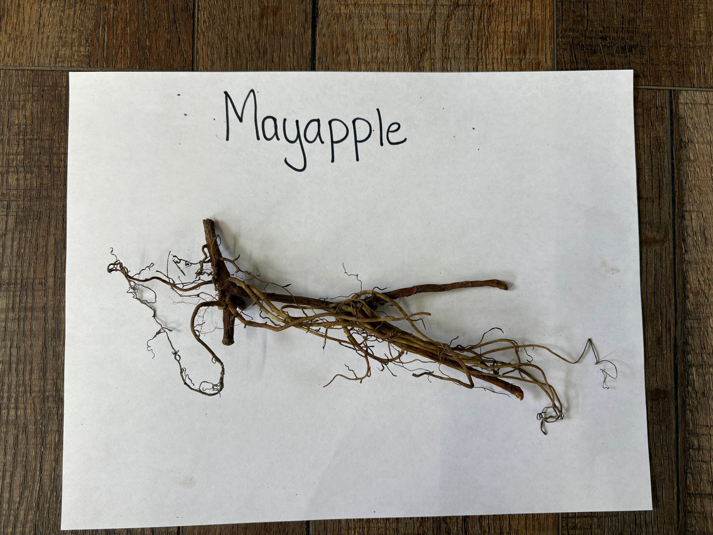 Roots of a mayapple plant