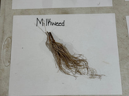 Root of a milkweed plant