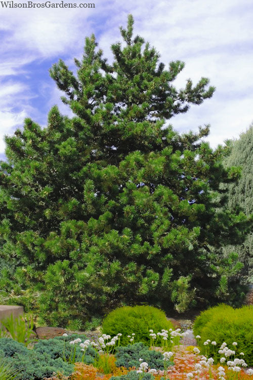 Virginia Pine Tree