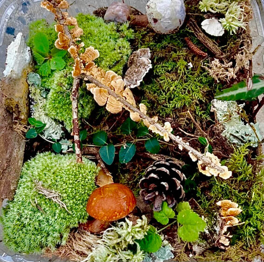Terrarium Plant Kit