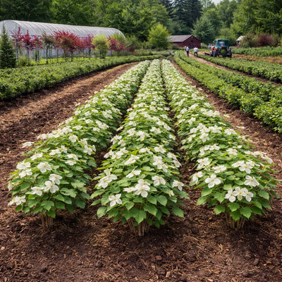 Rows of white dogwood seedlings flowering in neat garden bed lines