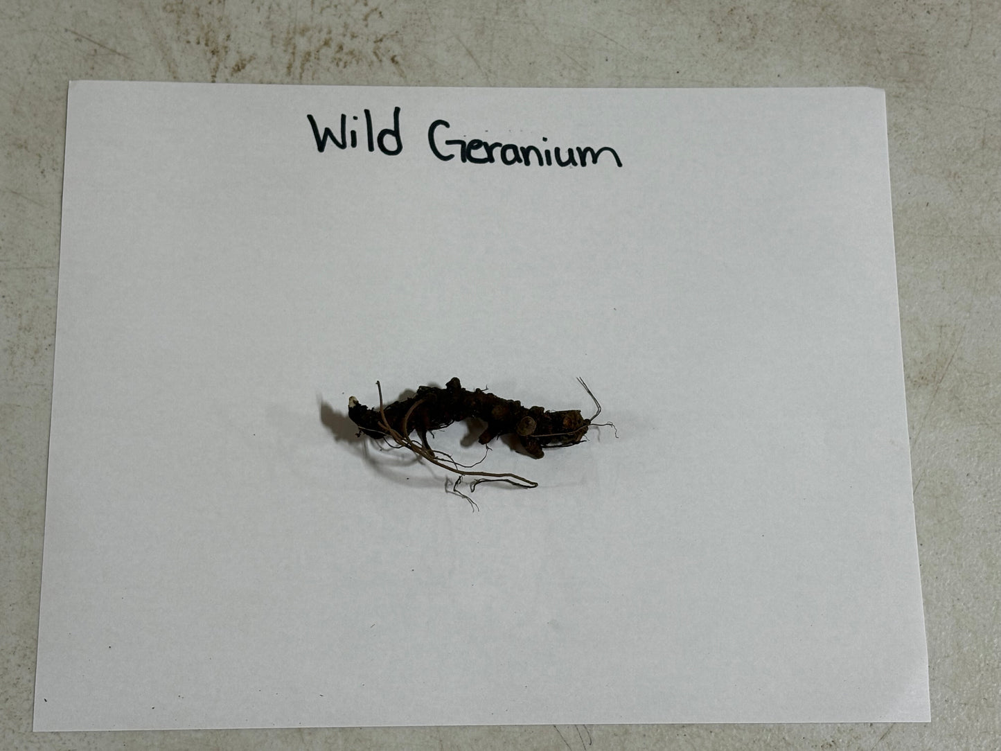Geranium Maculatum Plant root