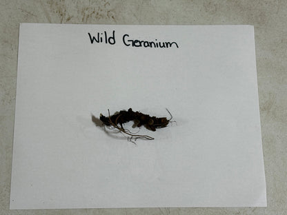 Geranium Maculatum Plant root