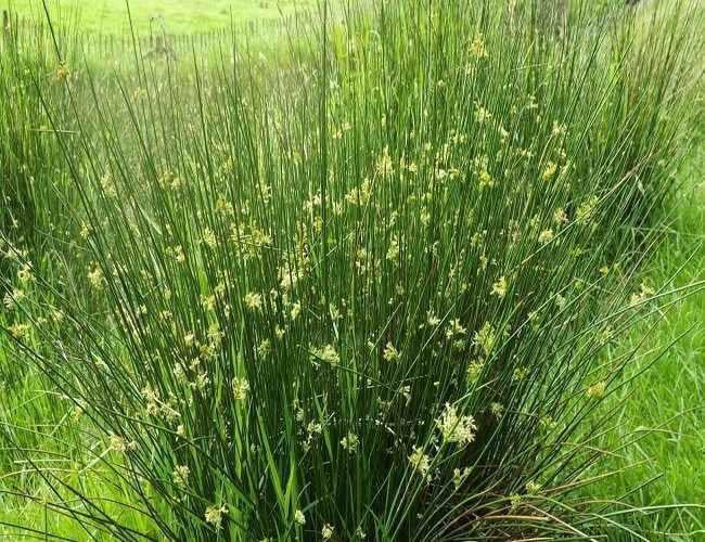 Soft Rush Grass grow well around wetlands such as ponds and creeks