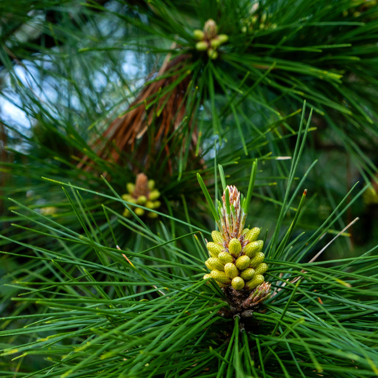 virgina pine